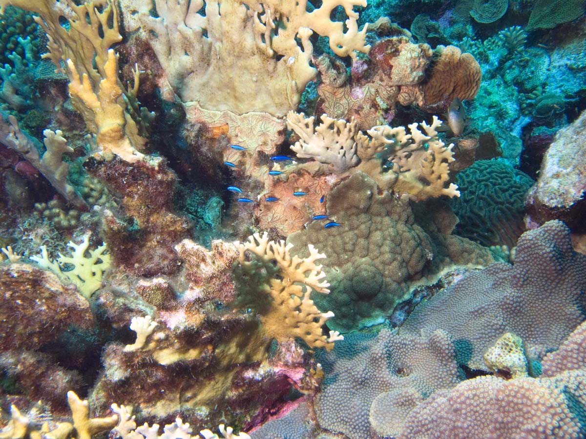 gal/Bonaire 2006/CromisandCoral5x3.jpg